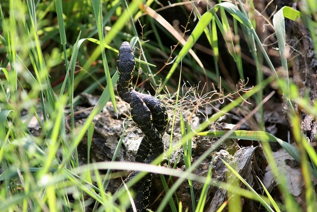 Lotta tra Coluber viridiflavus - Hierophis viridiflavus